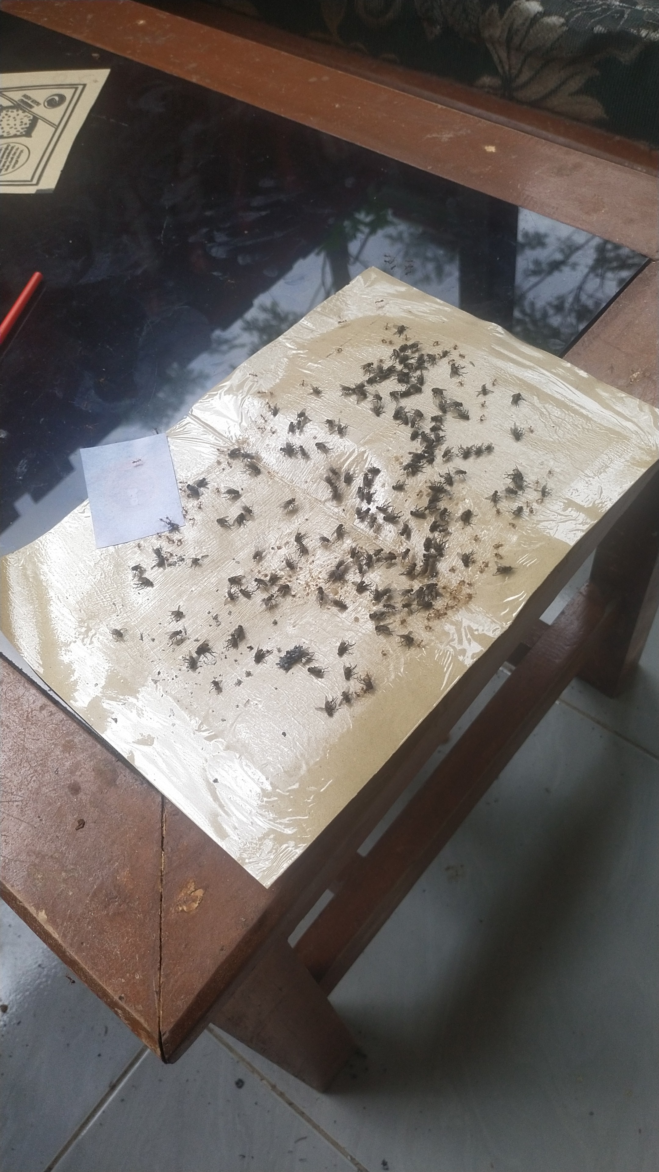 Lampiran foto terkait aduan Laporan Mengenai Kejadian Lalat di Kandang Ayam