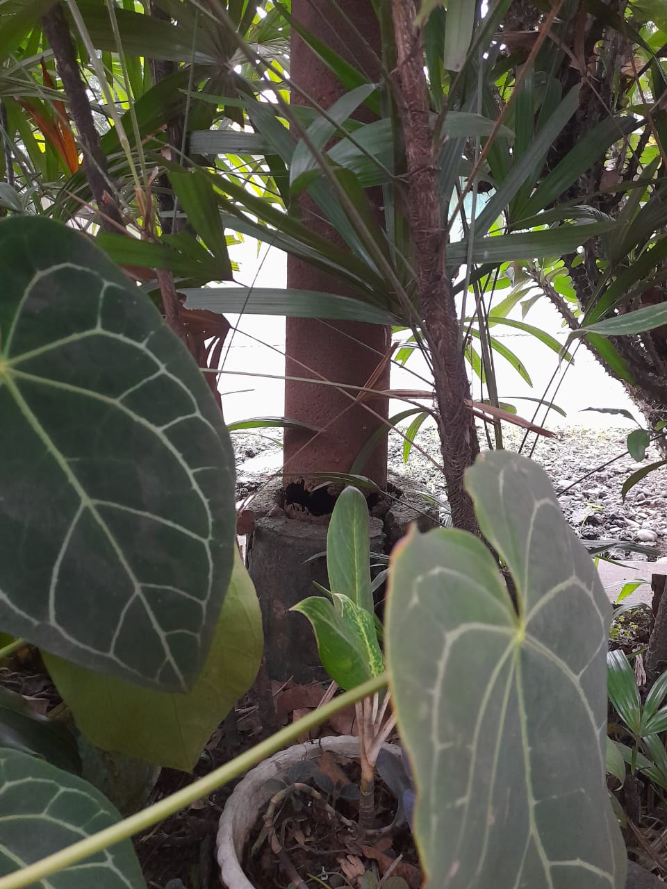 Laporan